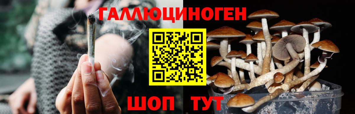 Галлюциногенные грибы Psilocybine cubensis Партизанск